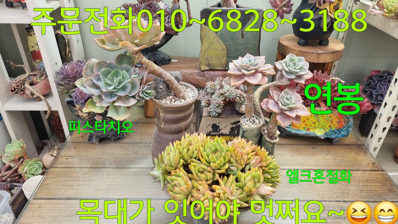 (26.2.22.일)💞연봉 판매완료💞날씨가 더워요~부지런히 분갈이해요~😆😁