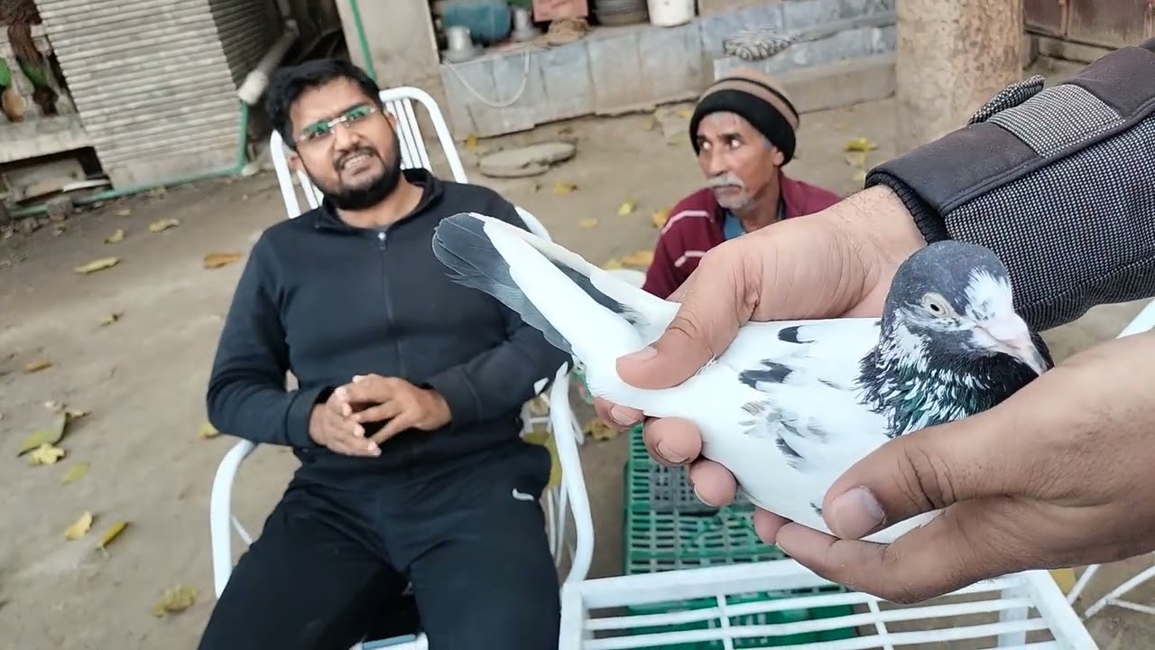 Shoq Ustad Ch Sakhi Muhammad Bhatti Sb k Ghr se 03217733331 Rj Prince Unique Pigeons Lahore