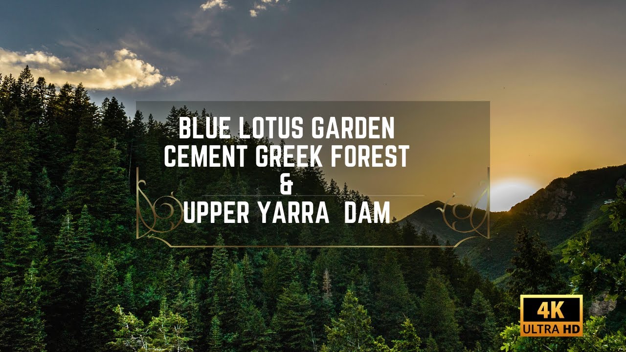 visit to Blue Lotus Water Garden, cement Greek forest , Upper  Yarra Reservoir Park