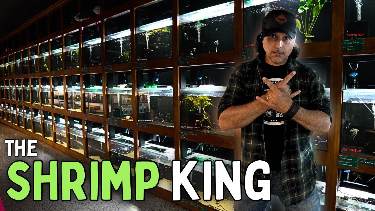 The KING of Shrimp Visited My Aquarium Store! 