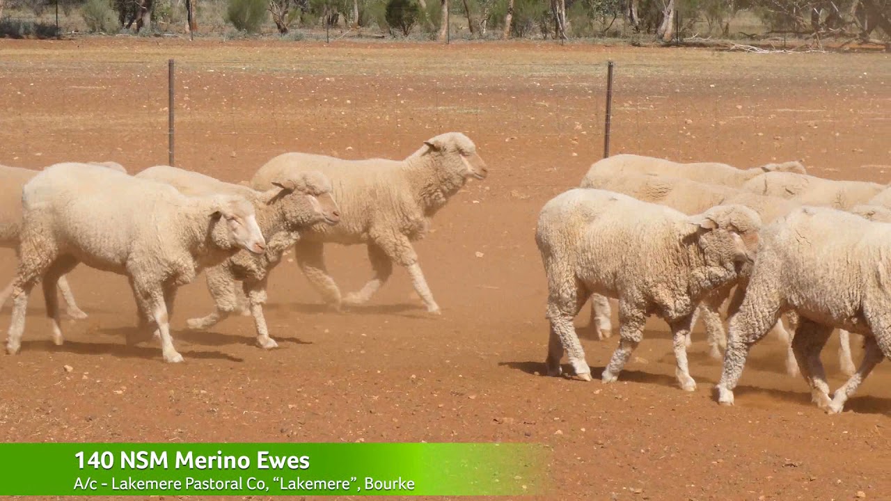 140 Ewes, A/c Lakemere Pastoral Co