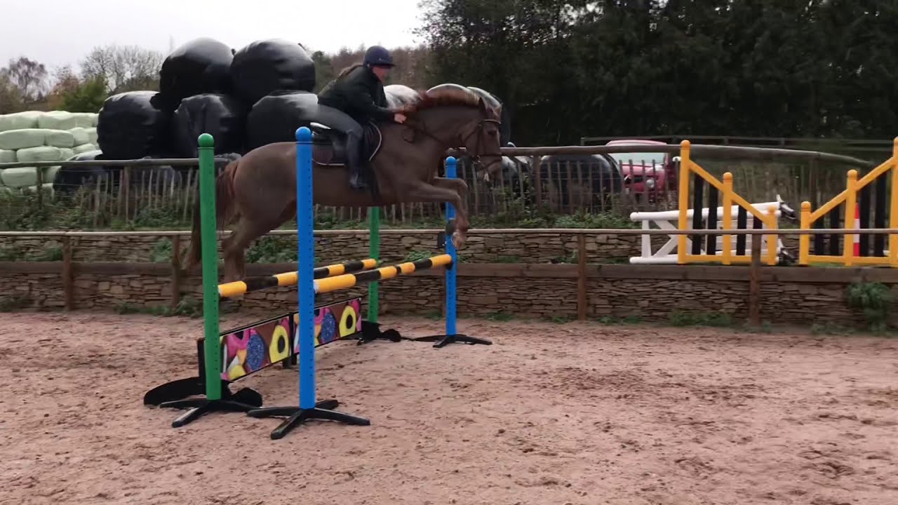HORSE SEARCH🤫