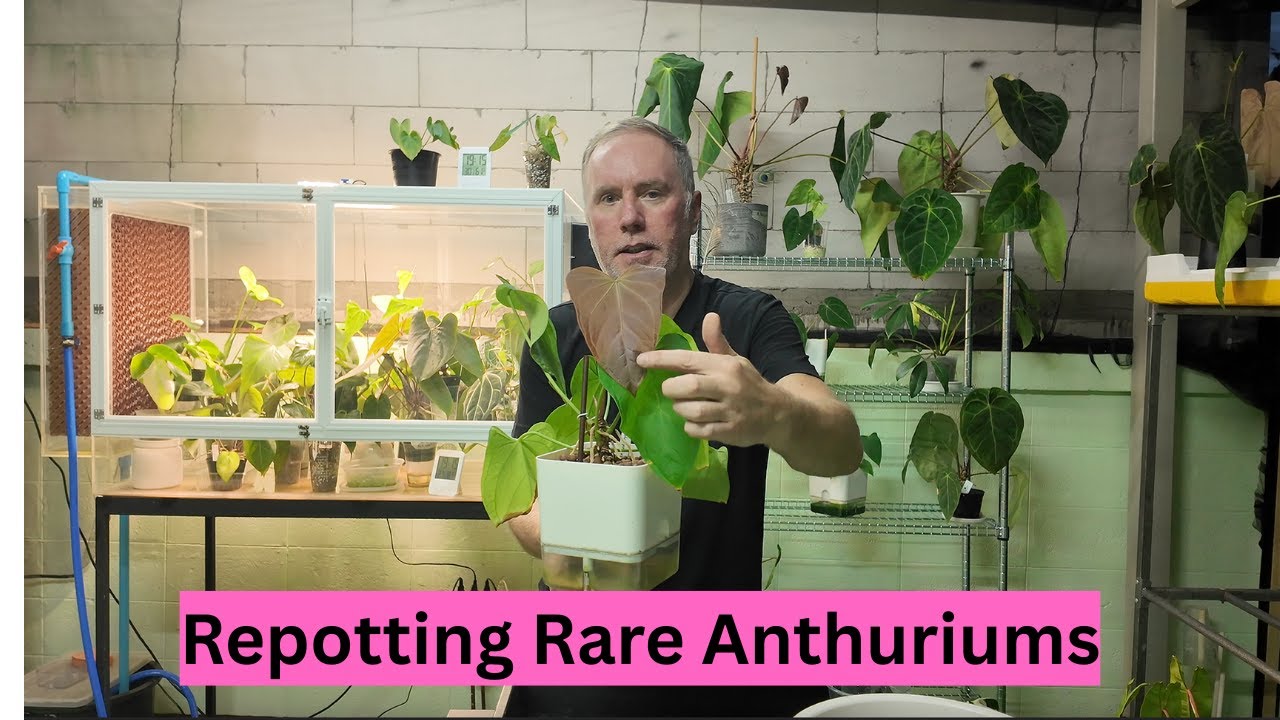 Repotting Rare Anthuriums in My New Garden 🌿 | Tips for Healthy Roots & Growth