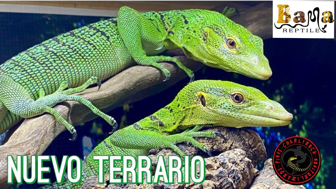 TERRARIO PARA REPTIL: VARANO ESMERALDA (VARANUS PRASINUS) 🐲🦎