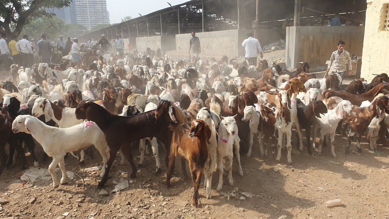 Deonar Bakra Mandi 2021 | Holi special Goats
