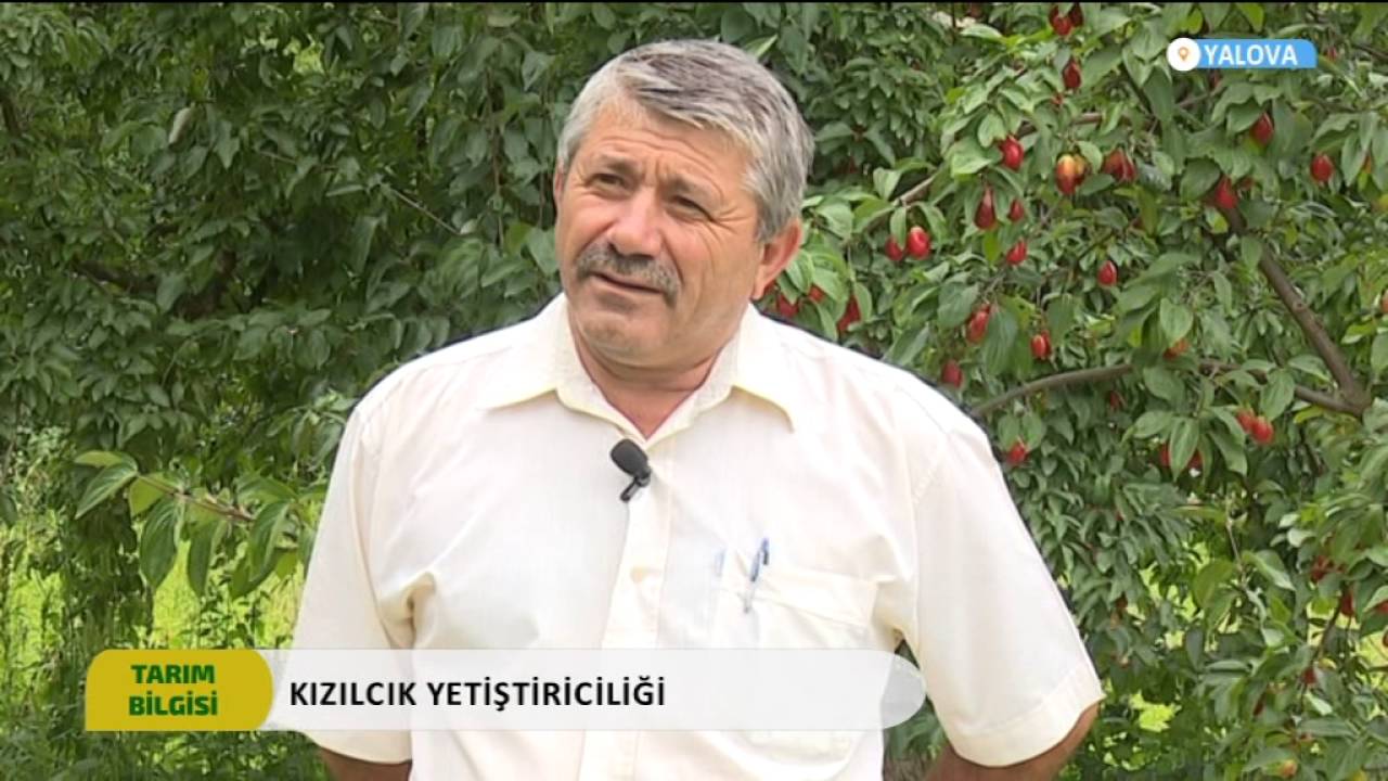 TARIM BİLGİSİ KIZILCIK  YALOVA