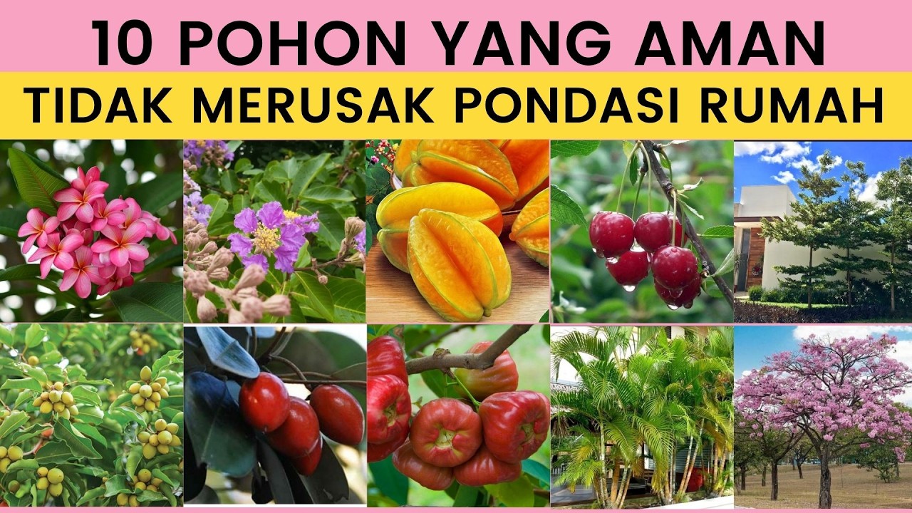 10 Pohon yang Aman untuk Pondasi Rumah | Tidak Merusak Bangunan
