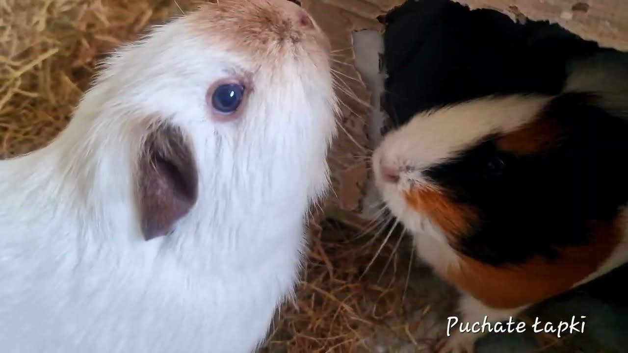 Guinea pigs teeth chattering