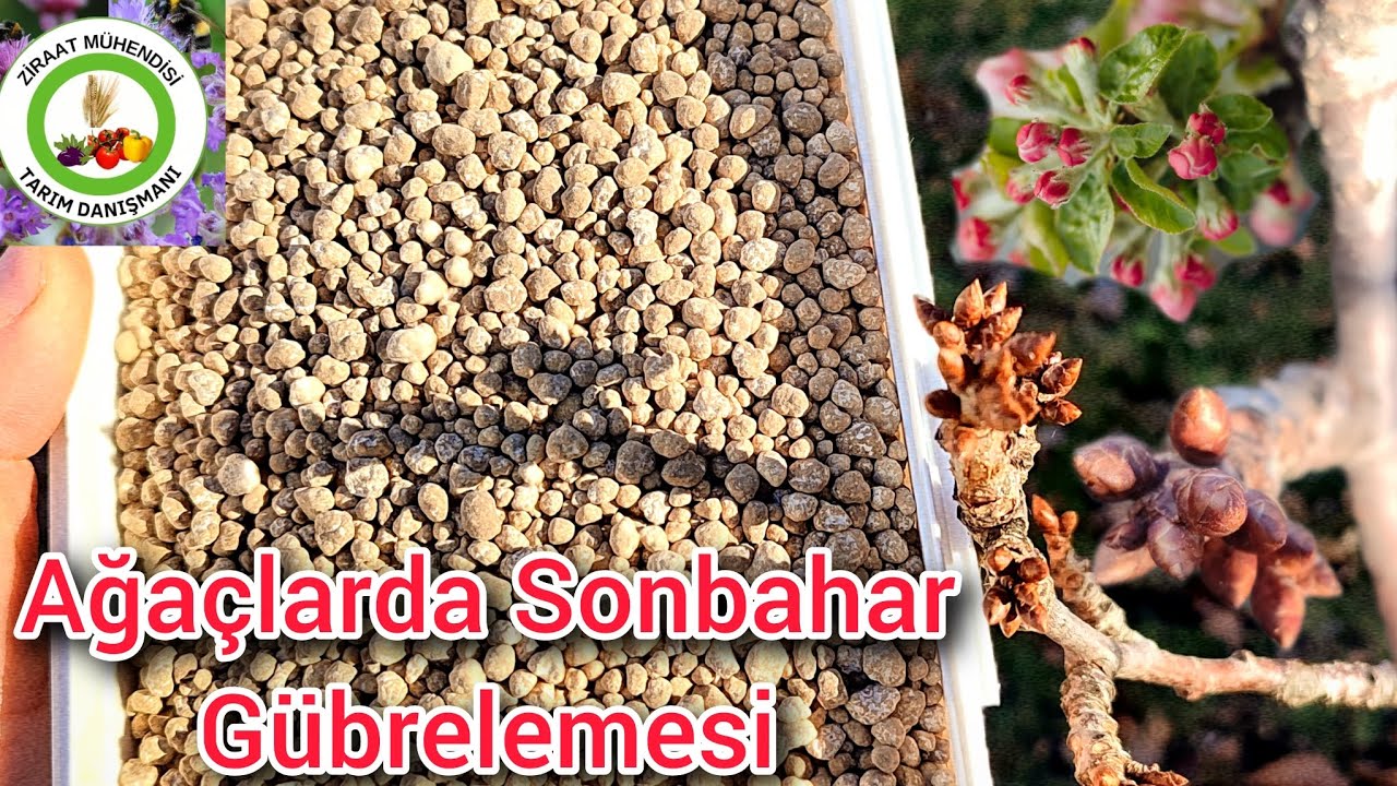 Sonbaharda Ağaçlara Bu Gübreleri Uygula Yazın Meyve Verimi 2 Kat Artsın Ve Asla Dön Zararı Oluşmasın