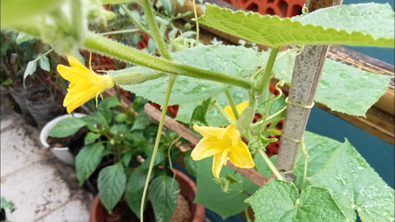 Lakukan ini,Buahnya akan Banyak!!!#gardening #fypシ゚viral 