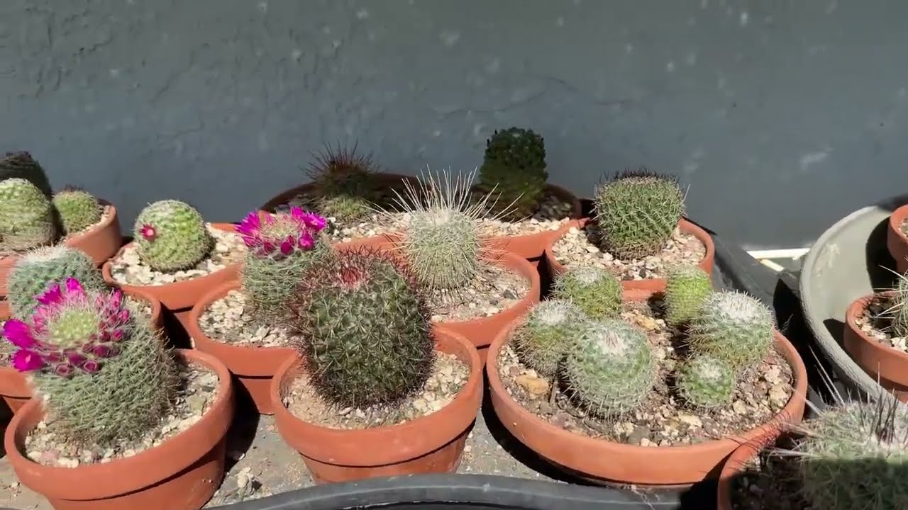Potted Cactus & Succulent Collection Tour - Spring 2025