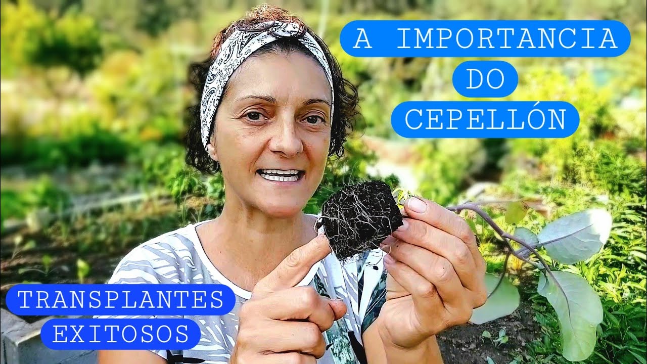 TRANSPLANTES ~ A IMPORTANCIA DO CEPELLÓN 🪴   || {NUSKA}