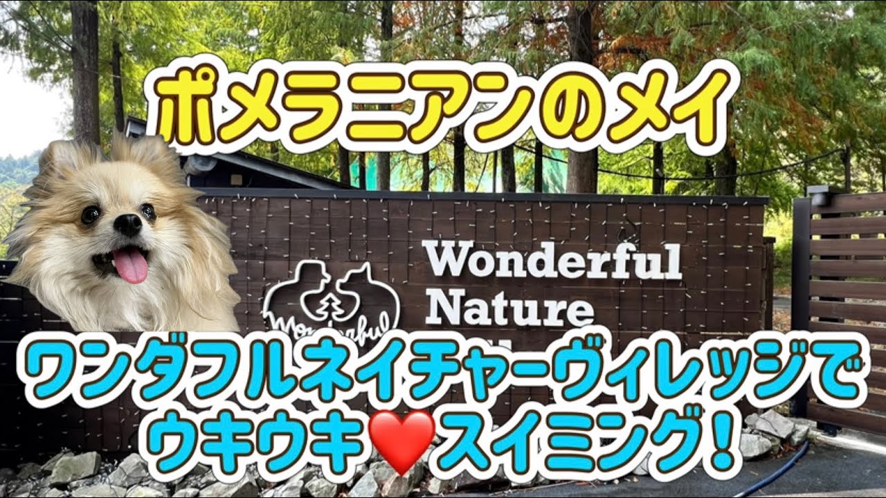 ポメラニアンのメイ　ワンダフルネイチャーヴィレッジでウキウキ❤️スイミング‼️