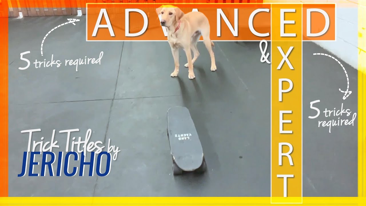 Advanced + Expert trick title by Jericho - Dog Training with Dog Tricks