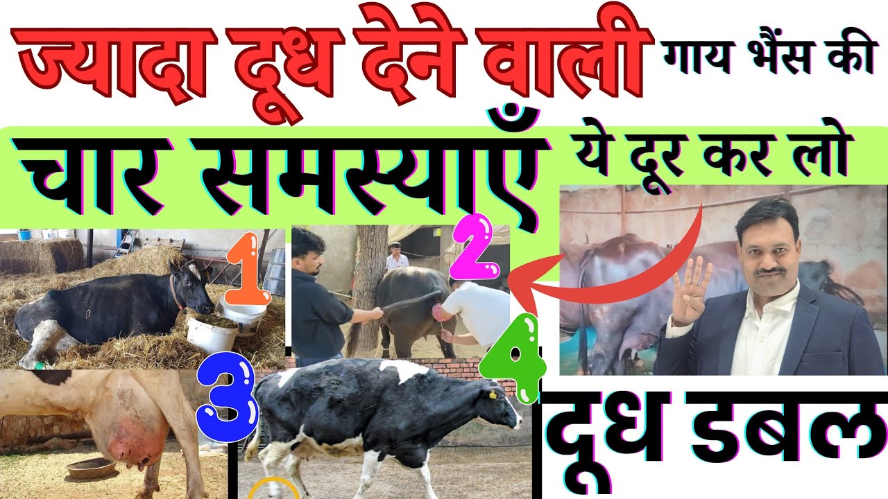 ज्यादा दूध देने वाली गाय भैंस की चार समस्याएँ ये दूर कर लोदूध डबल 😇 गाय भैंस का दूध कैसे बढ़ाएं