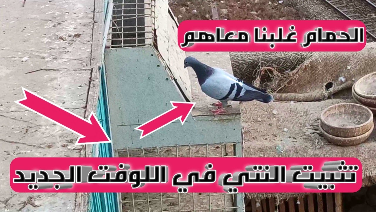 اول يوم نفتح للنتي من اللوفت الجديد (تثبيت الحمام الزاجل في اللوفت الجديد)