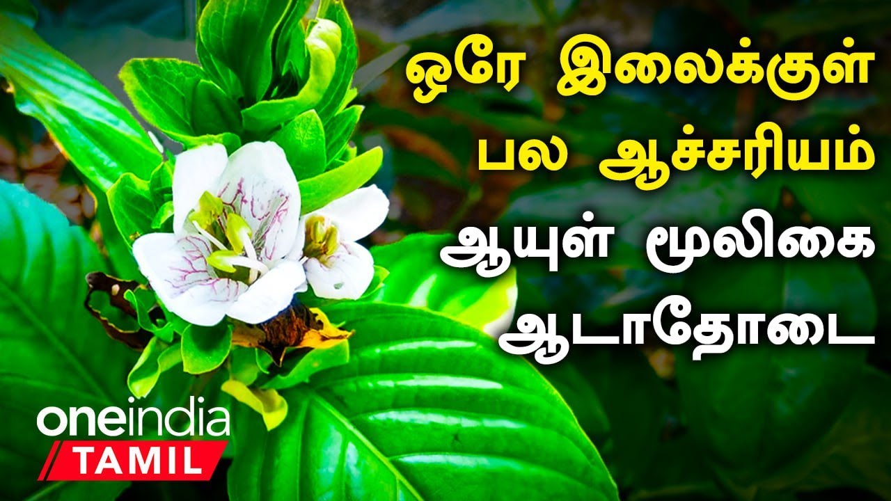 ஆடாதோடை நன்மைகள்... சளித்தொல்லை திரும்பி வராது  | Adathodai Health Benefits in Tamil | Malabar Nut