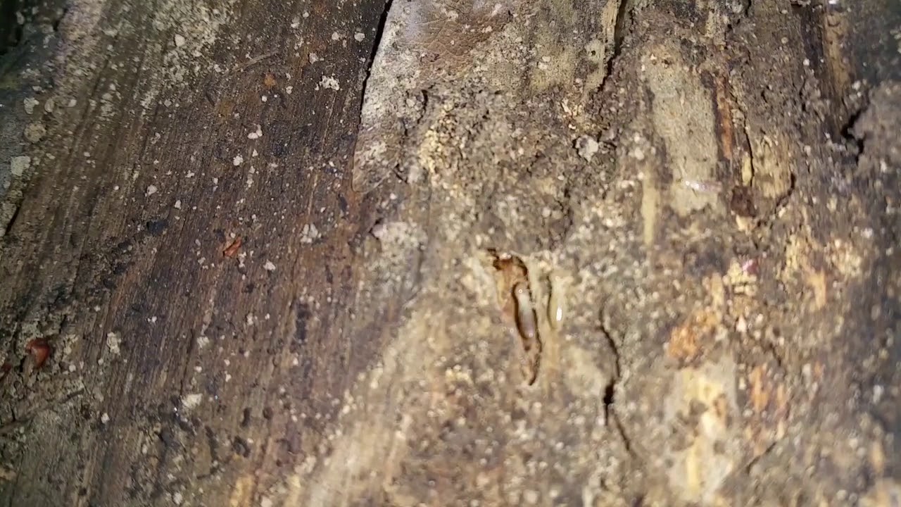 Termite Swarming Season! Is your home at risk? ATCO Termite Control and Home Restoration.