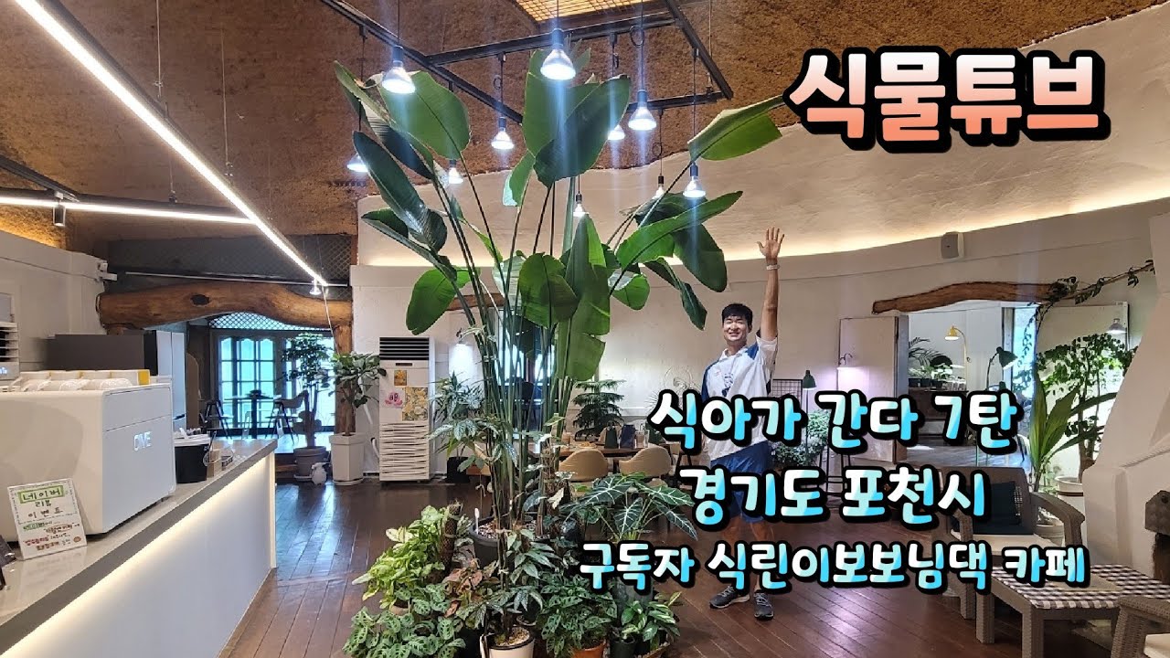 [식아가 간다 ~ 7탄] (구독자님들 식물구경 프로젝트) 경기도 포천에 식린이보보님의 카페 안의 식물들 함께 구경하러 가시죠~  #식물튜브 #월동 #관엽 #식물아빠 #여광일