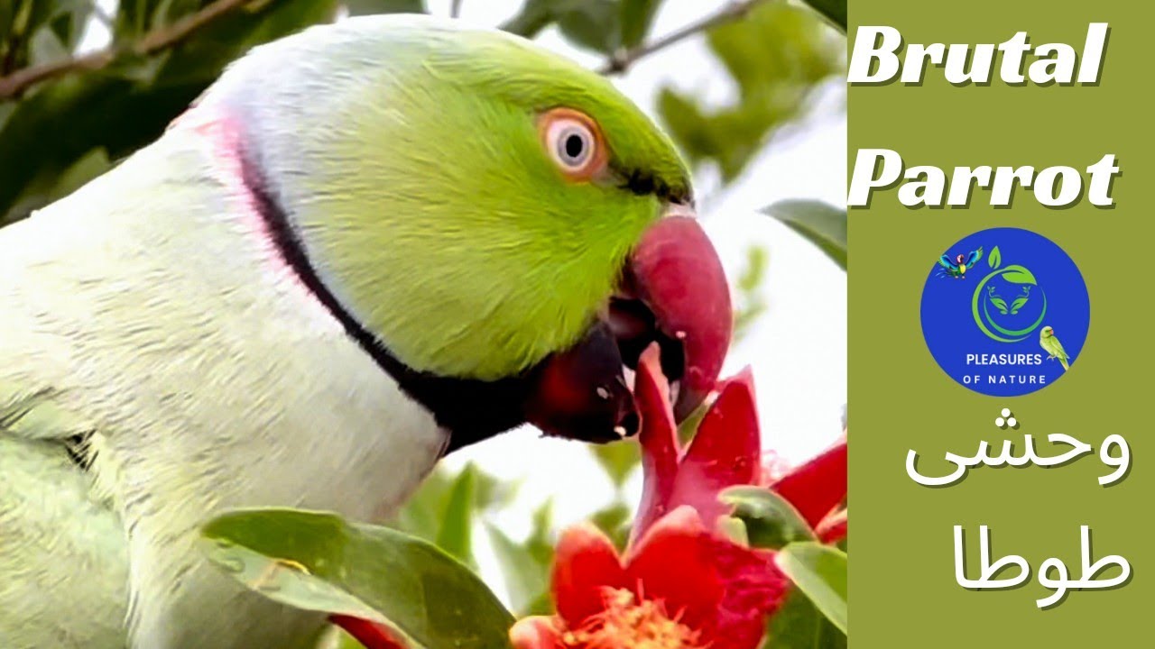 A Terrorist Parrot | Chota Shitaan