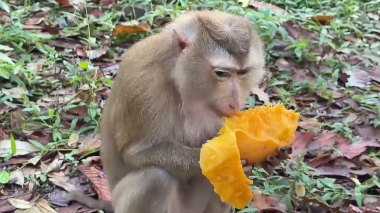 How’s monkey Lila doing after her baby passed away