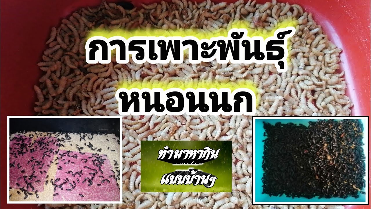 #การเพาะหนอนนก​# ยากไหม​ เลี้ยงยังไง​ คลิปนี้มีคำตอบครับ​ | ทำมาหากิน​ แบบบ้านๆ