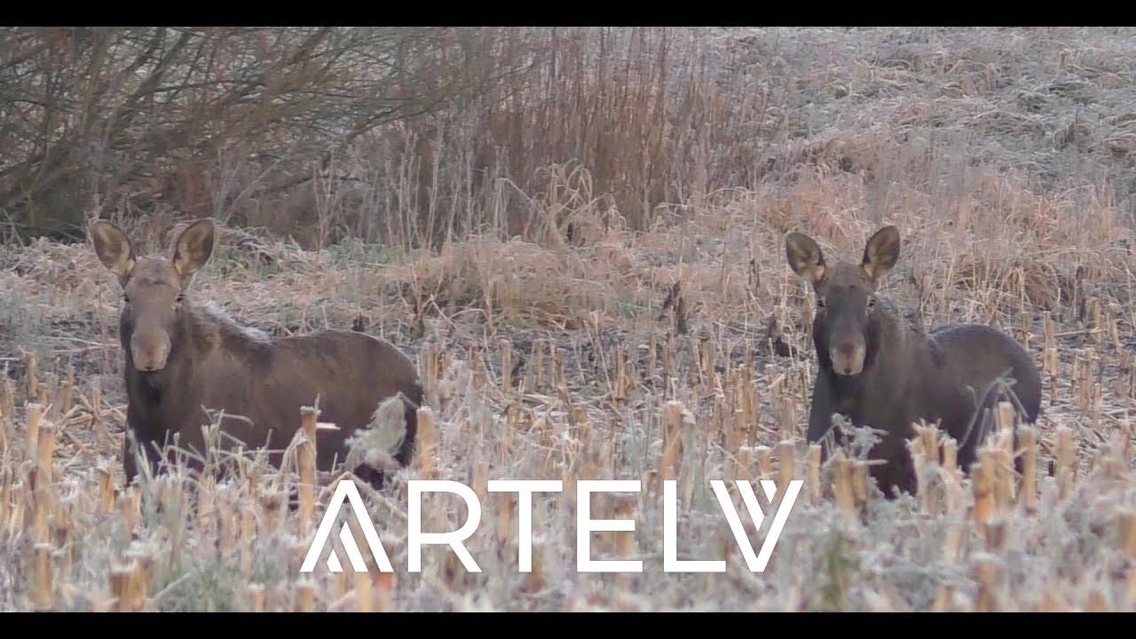 Поехали за лисой а нарвались на лосей! Охота с прицелом ARTELV.