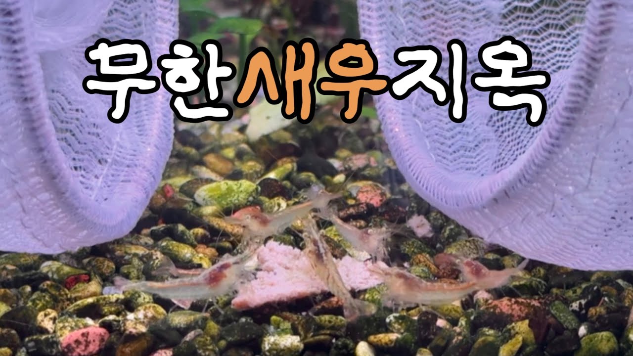 새우 잡다가 하루 끝남🦐💦 | 어항 정리