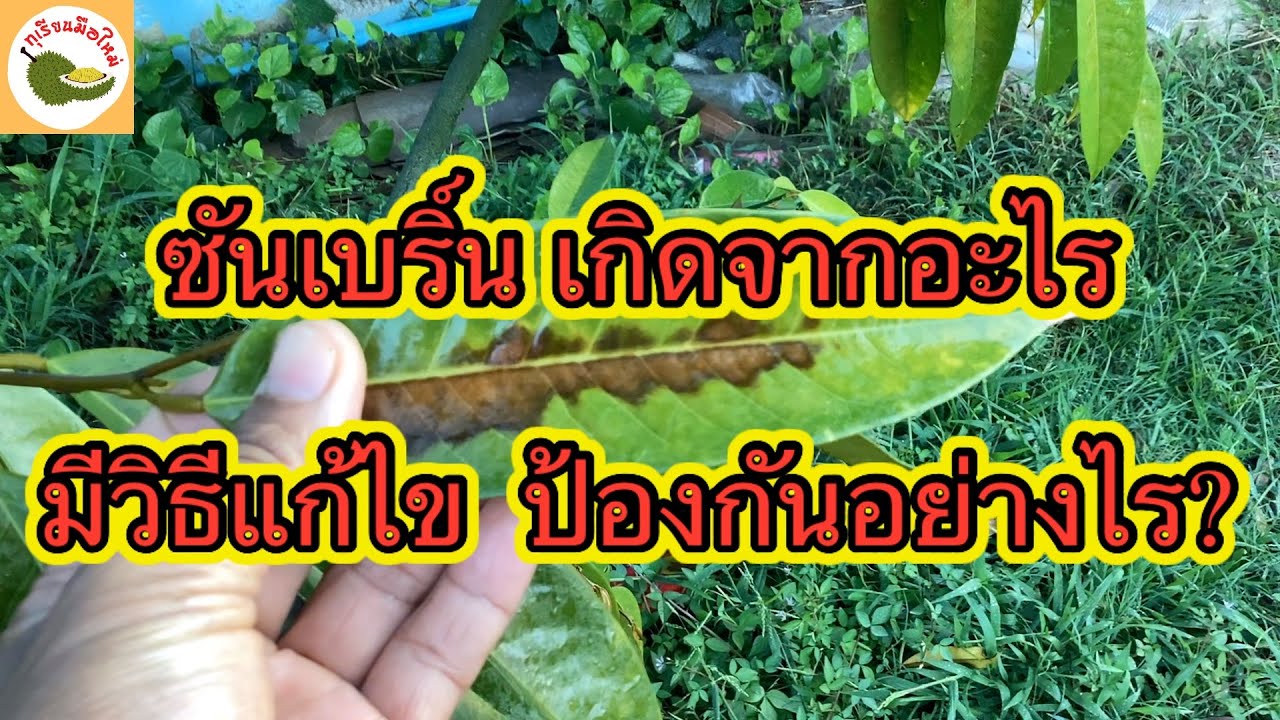 ทุเรียนมือใหม่ป้องกันแก้ไขอย่างไรในซันเบริน￼?