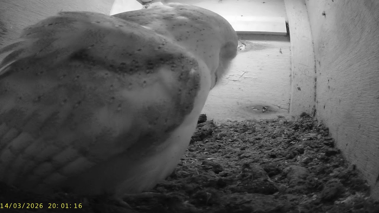 Wharfedale Barn Owls: 1 Box☀️14/03/26