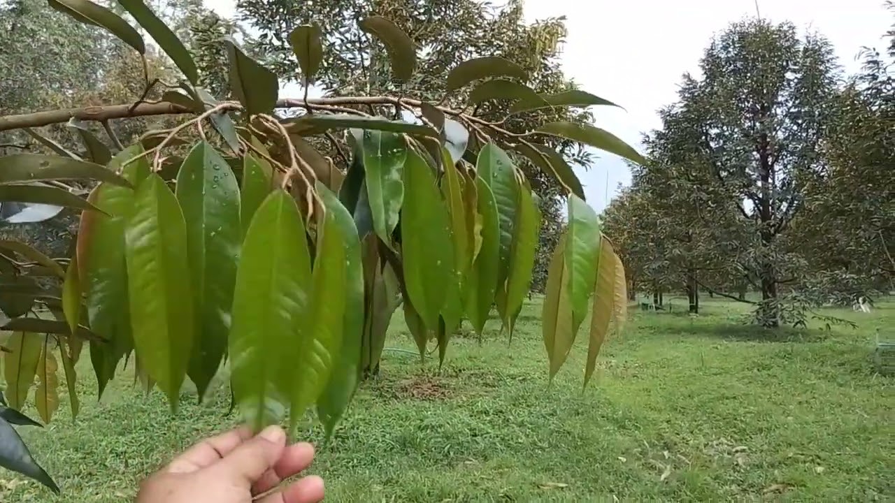 คนทำสวนเรียน#วันนี้พาพี่น้องชมสวนจ้า,🌳1