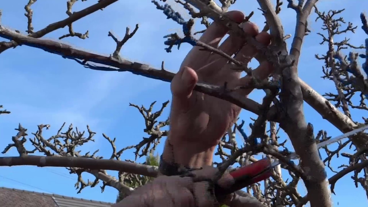 How to prune an apple tree