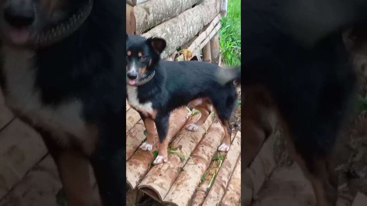 A 4 year old crossbreed dog who is very obedient and clever at herding goats
