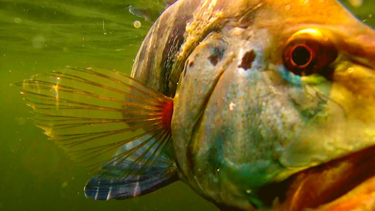 MUITO TUCUNARÉ | ZÉ TACCA | RIO PARANÁ
