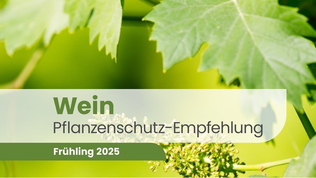 Pflanzenschutz im Weinbau – Diese Fehler ruinieren deine Ernte! | Wein 2025