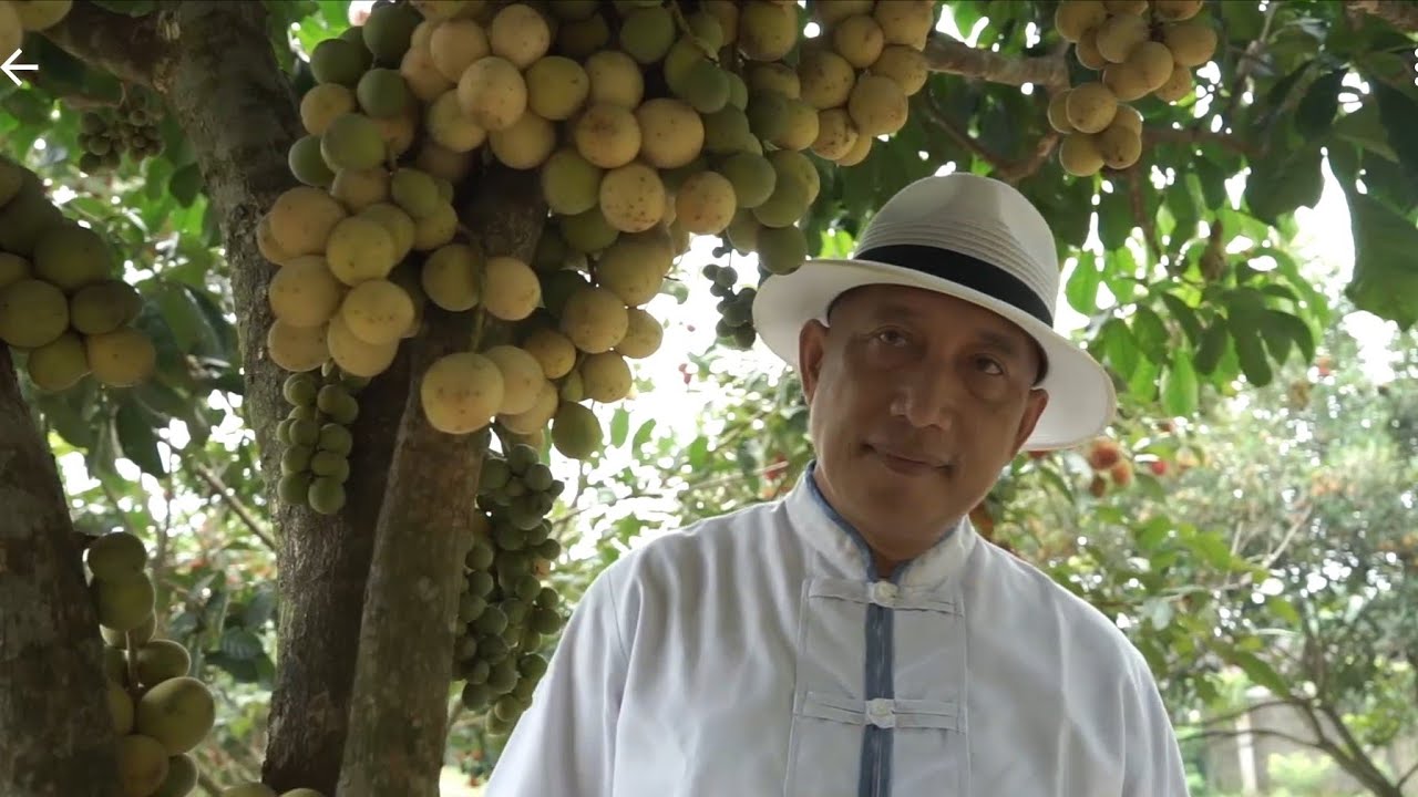 TIPS CARA MENANAM DAN MANFAAT BUAH DUKU