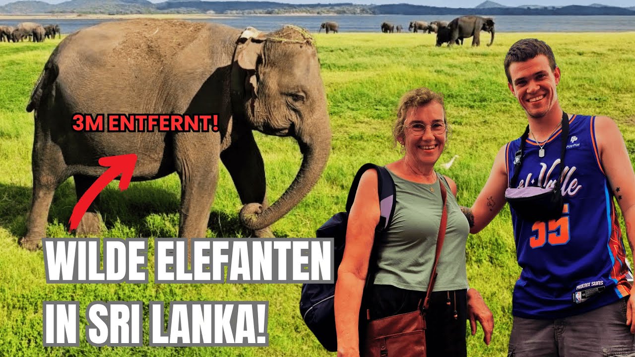 Wilde Elefanten in Sri Lanka! Vlog 3