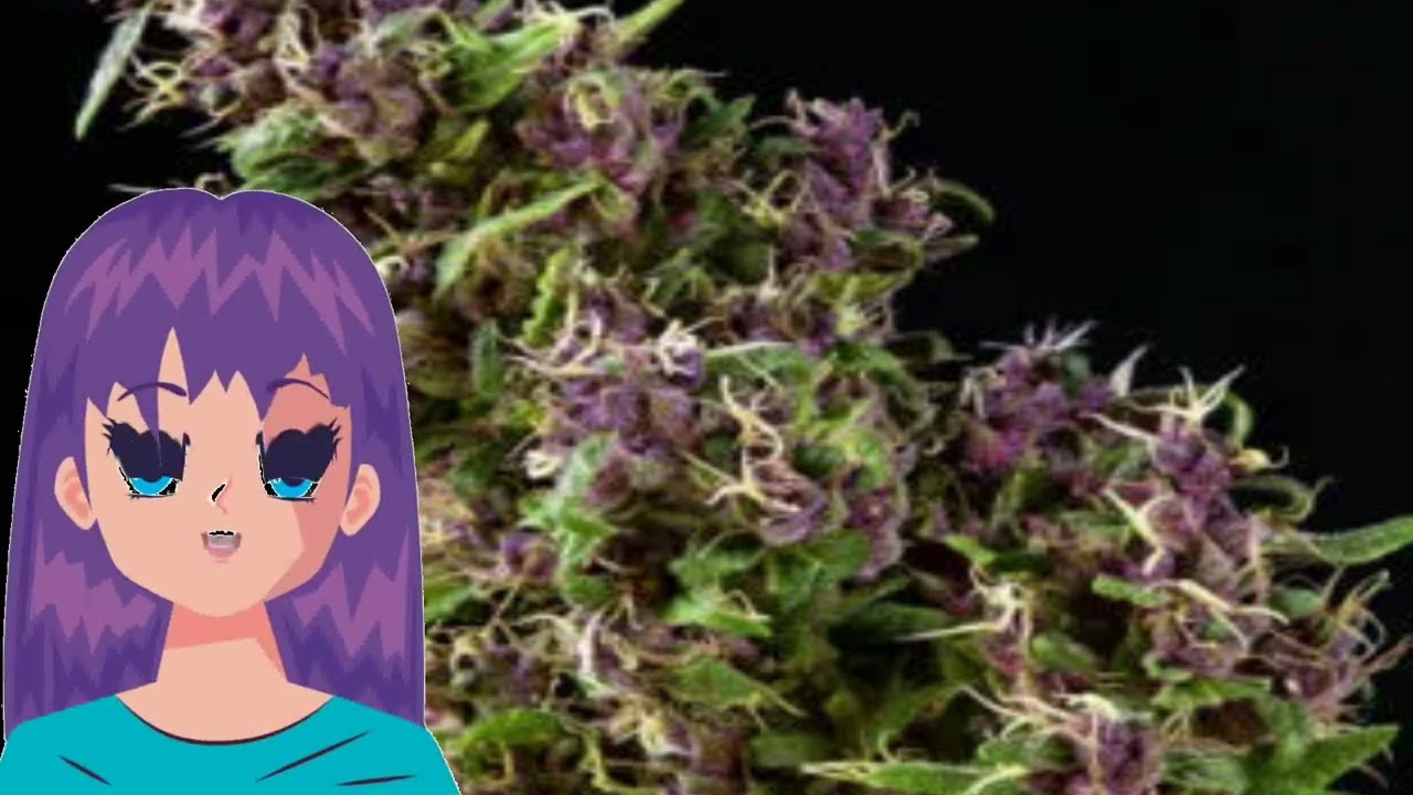 Purple Paro Valley &ndash; Mandala Seeds