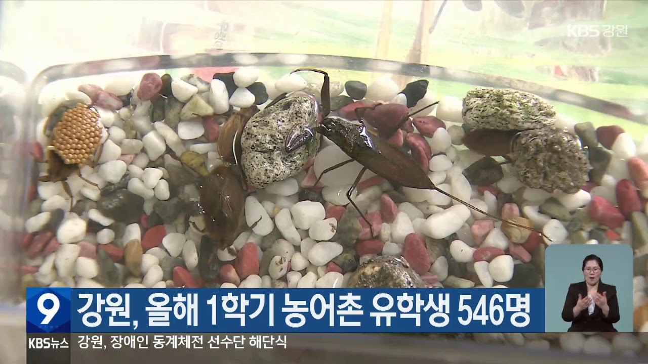 2026.2.12 KBS강원 9시뉴스