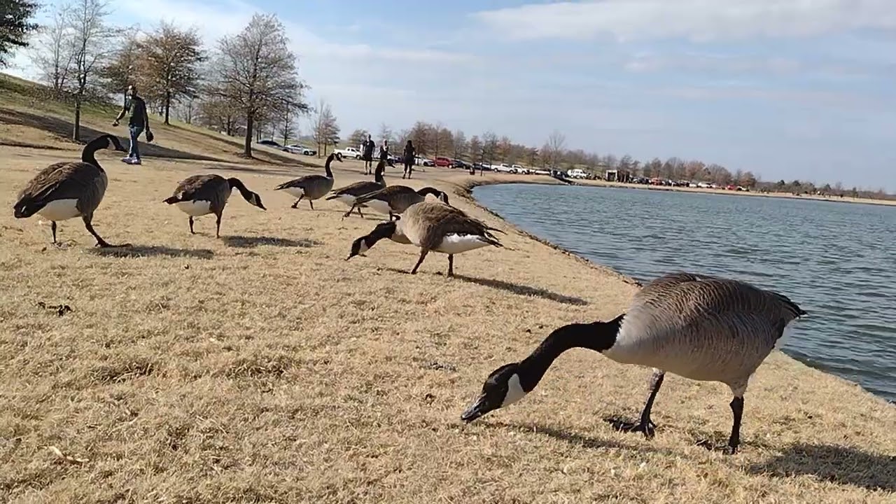 A big group of geese coming out of the water and I'm feeding them and they very happy 