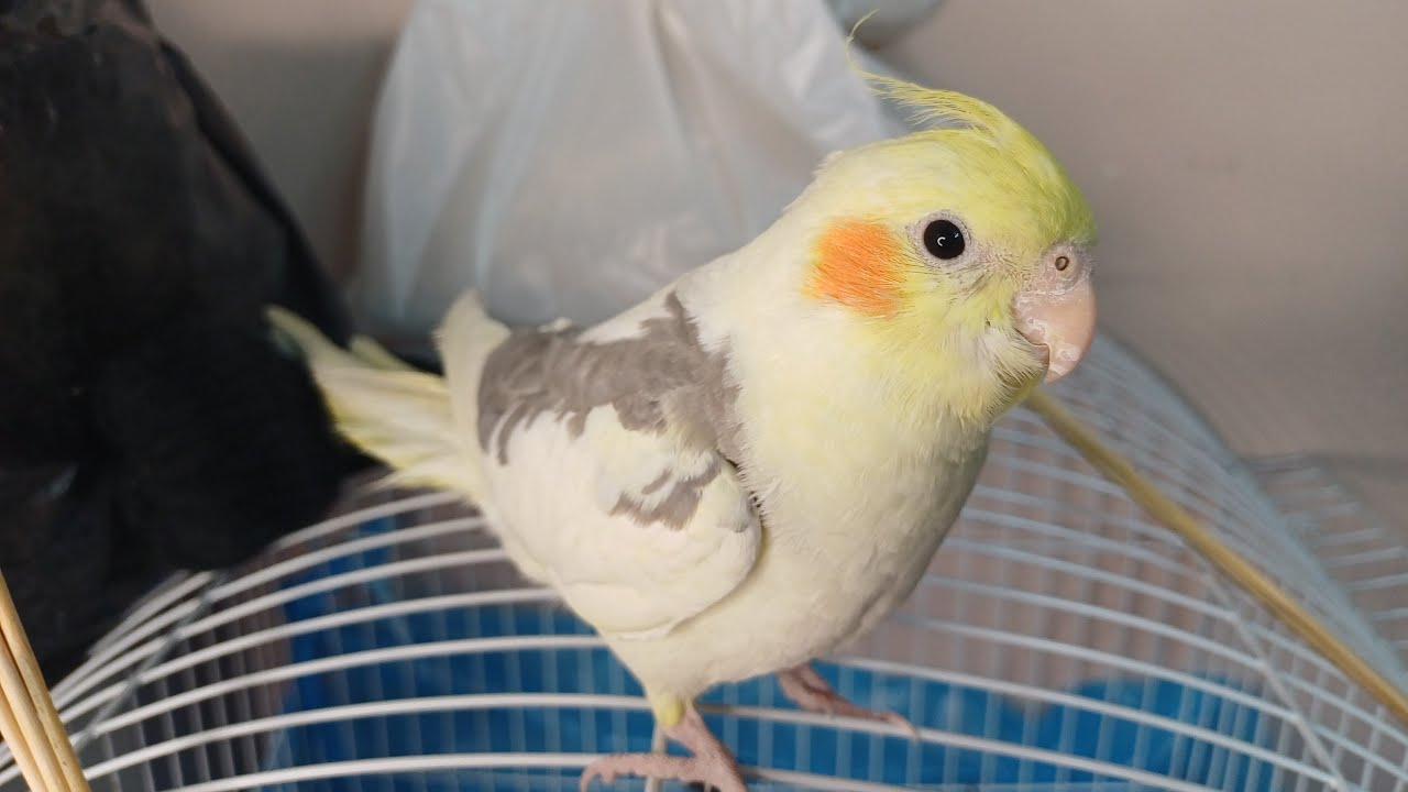 أقوى تغريد كوكتيل مباشر | أصوات طيور تخليك تنسى التوتر 🐦