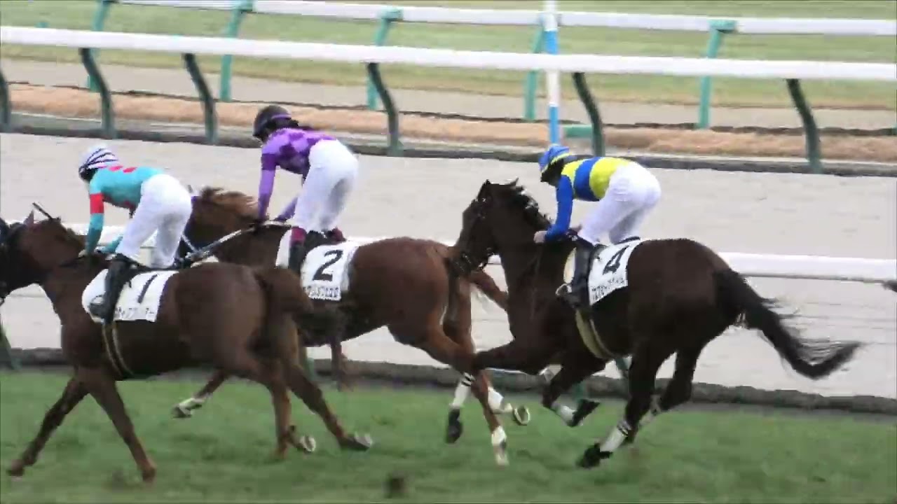 2026 1 4 京都競馬場第６レース　3歳1勝クラス2,000メートル（芝・右）勝利馬：ジュウリョクピエロ（今村 聖奈騎手）スカイスプレンダー　エアビーアゲイル　ヴァロンブローサ　他