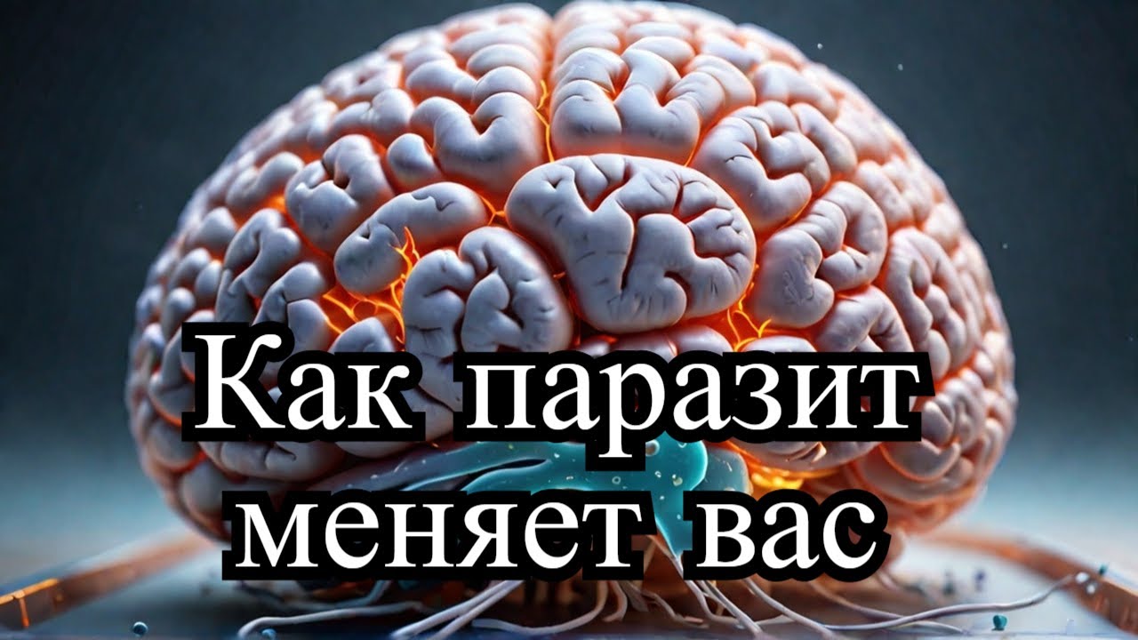 Токсоплазмоз паразит, меняющий разум  Как он заражает людей и влияет на поведение