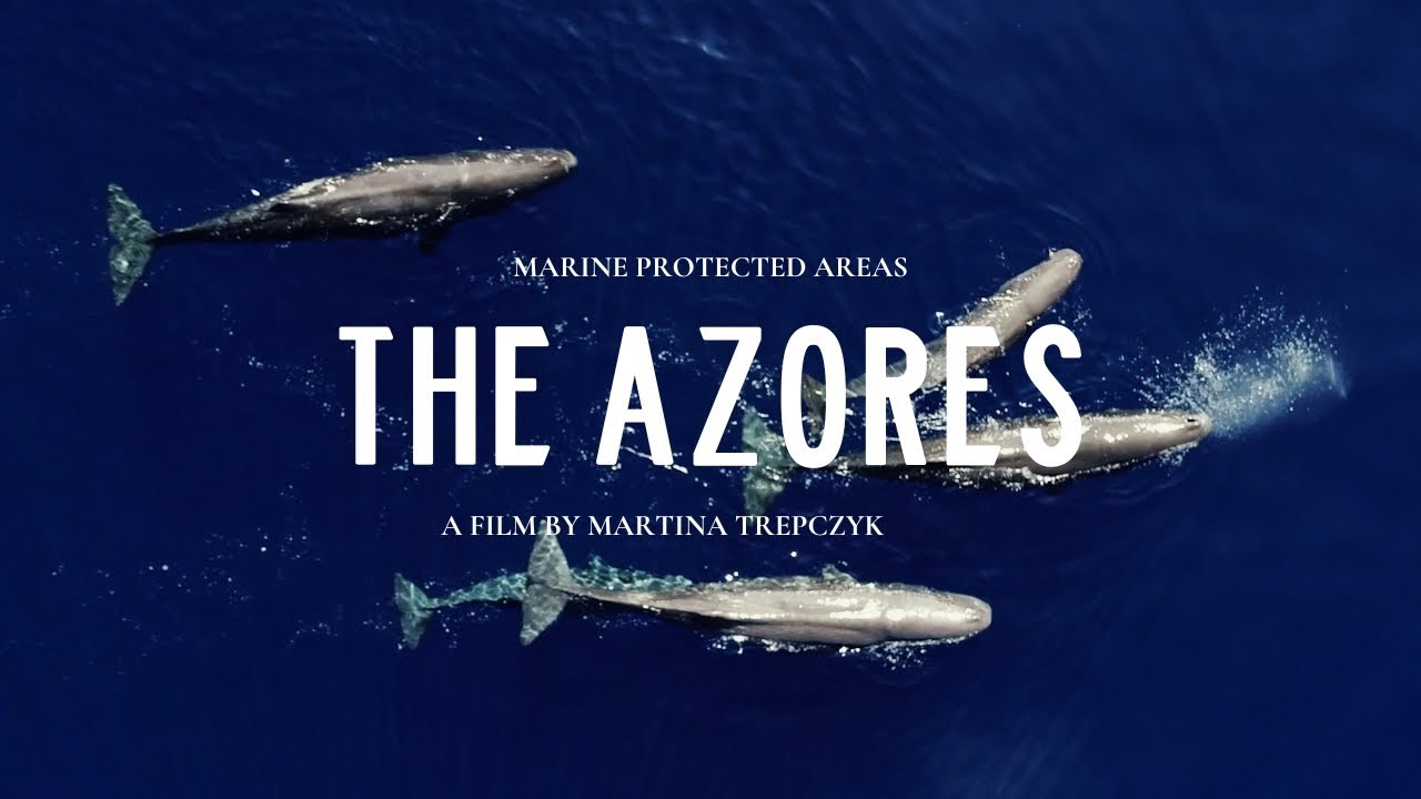 The Azores MPA: A Wild Blue Worth Protecting