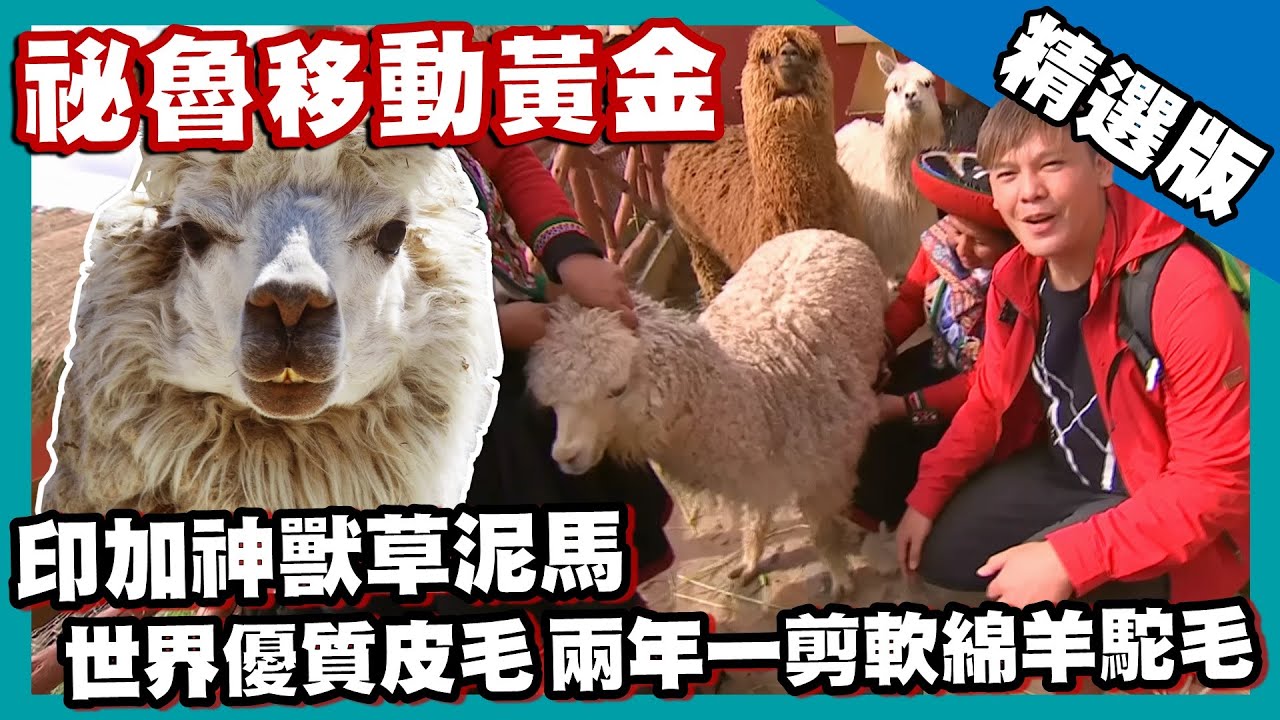 【祕魯】最賺錢的神獸草泥馬 「軟黃金」羊駝毛一年賺進50億台幣外匯｜《世界第一等》818集精華版