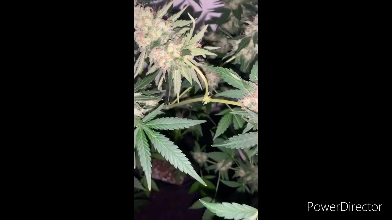 UK Indoor Grow 🇬🇧 EP 8