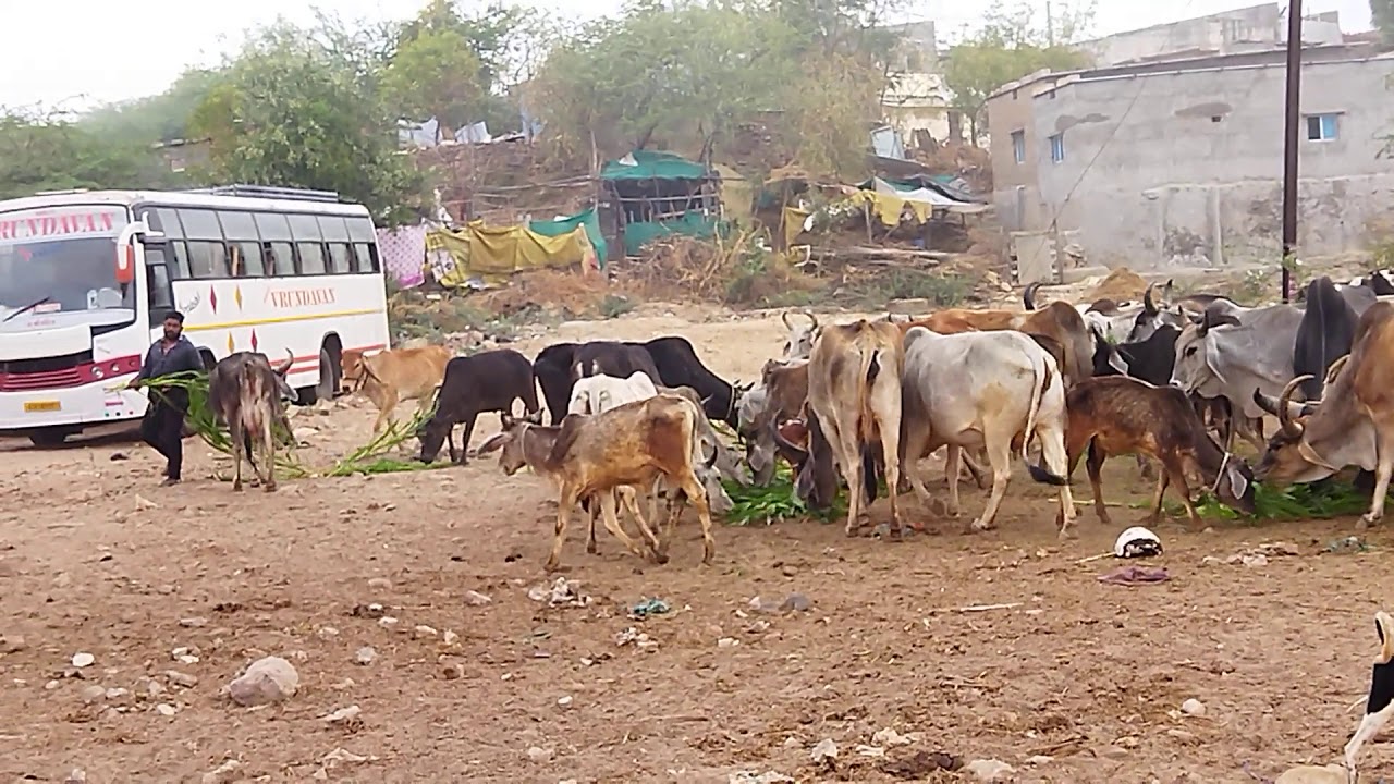 Cow Feeding video, Feed animals in summer, Things to do in summer, Things to do in pandemic.