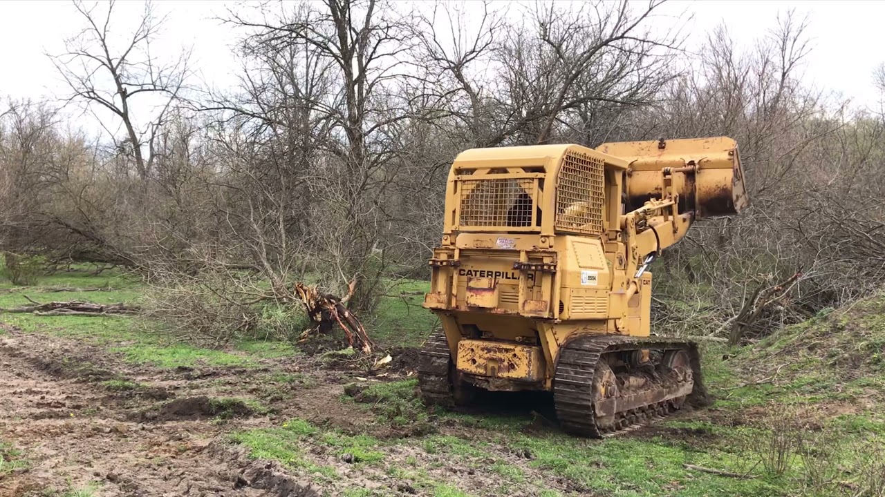 955k Tree Removal