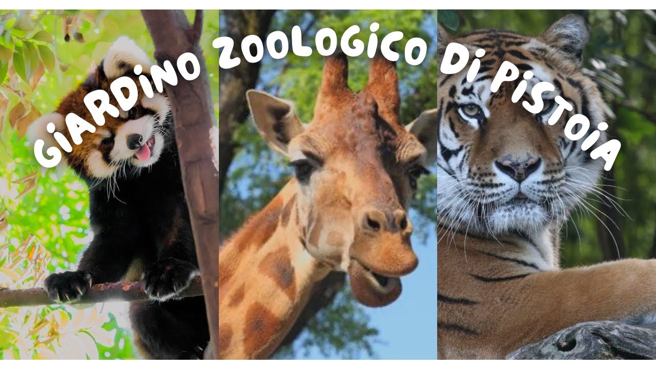 ZOO OF PISTOIA . Зоопарк в городе Пистоя
