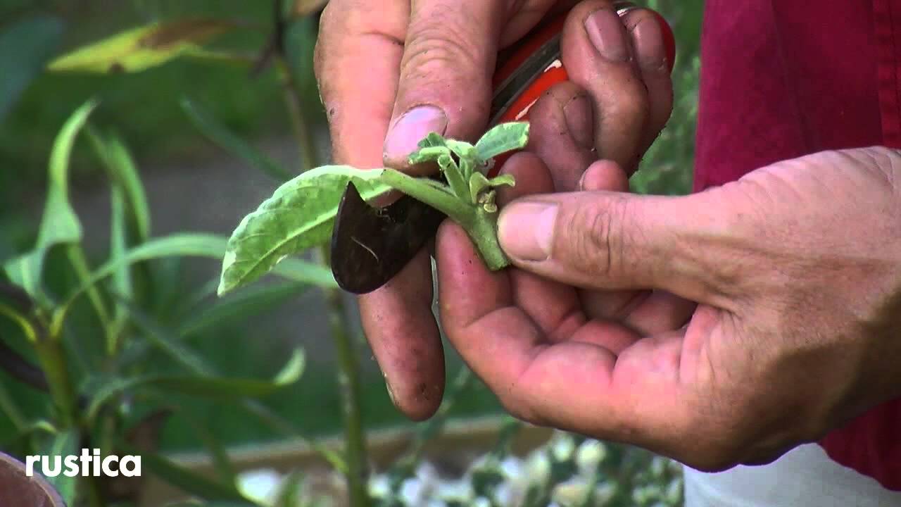 Bouturer le datura